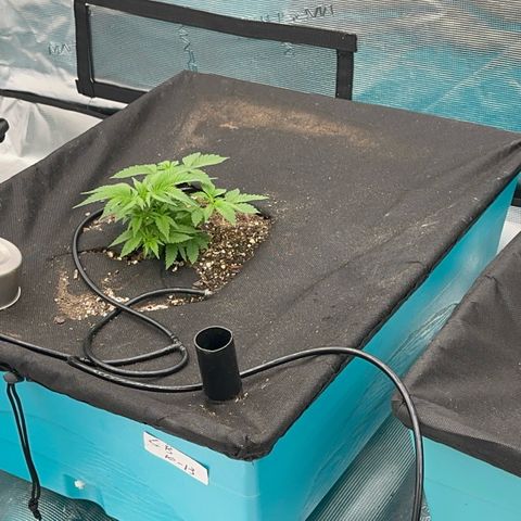  Cluster bomb  growlog timeline photo