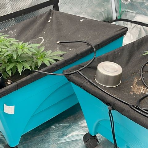  Critical Light growlog timeline photo