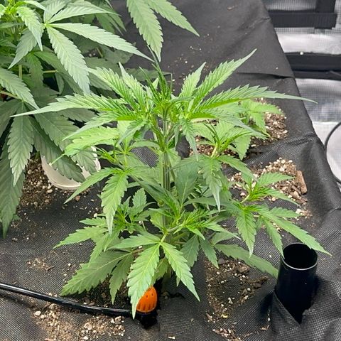 Piña X Zweet  growlog timeline photo