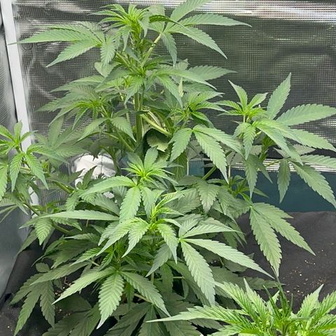 Knows Candy growlog timeline photo