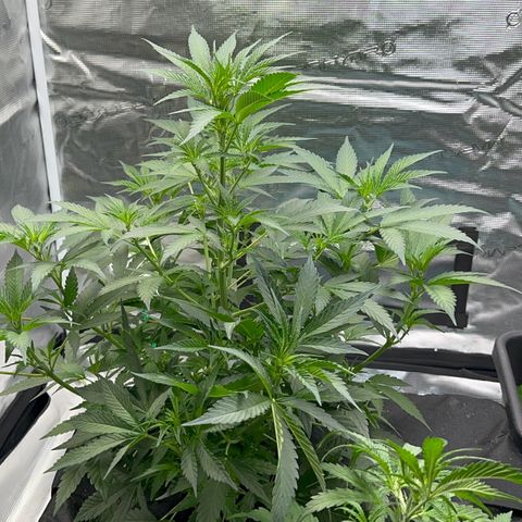 Knows Candy growlog timeline photo