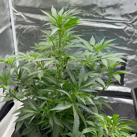Knows Candy growlog timeline photo