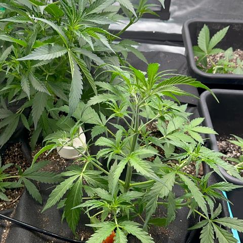 Piña X Zweet  growlog timeline photo