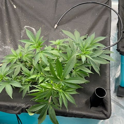  Critical Light growlog timeline photo