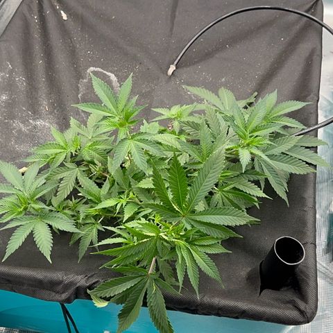  Critical Light growlog timeline photo