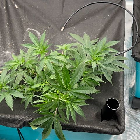  Critical Light growlog timeline photo