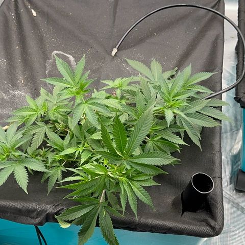  Critical Light growlog timeline photo