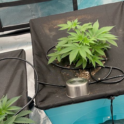  Cluster bomb  growlog timeline photo