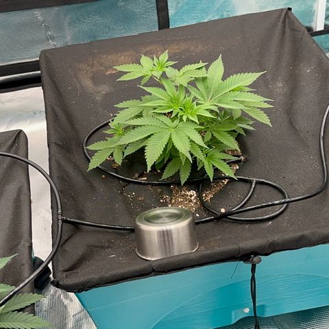  Cluster bomb  growlog timeline photo