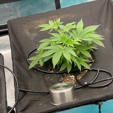  Cluster bomb  growlog timeline photo