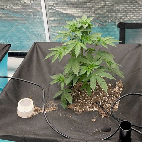 Deleted  🎬 1 growlog timeline photo