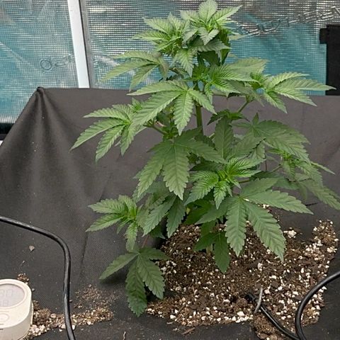 Deleted  🎬 1 growlog timeline photo