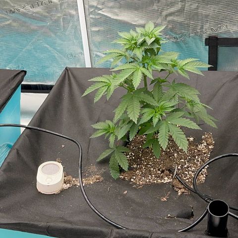 Deleted  🎬 1 growlog timeline photo