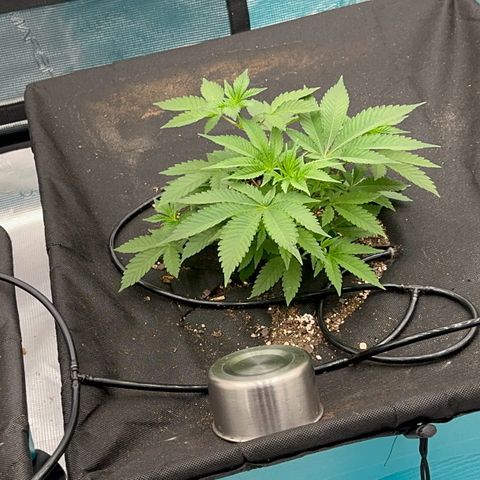  Cluster bomb  growlog timeline photo