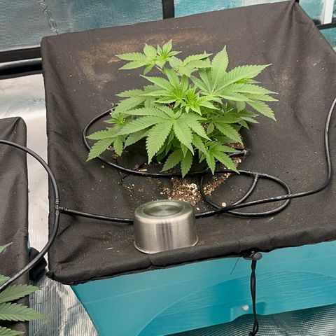 Cluster bomb  growlog timeline photo