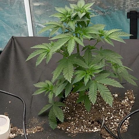 Deleted  🎬 1 growlog timeline photo