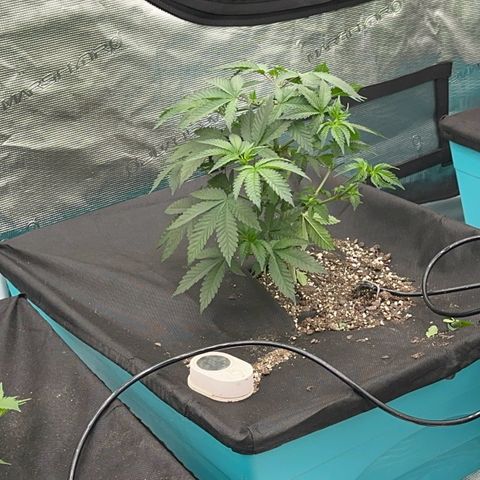 Deleted  🎬 1 growlog timeline photo
