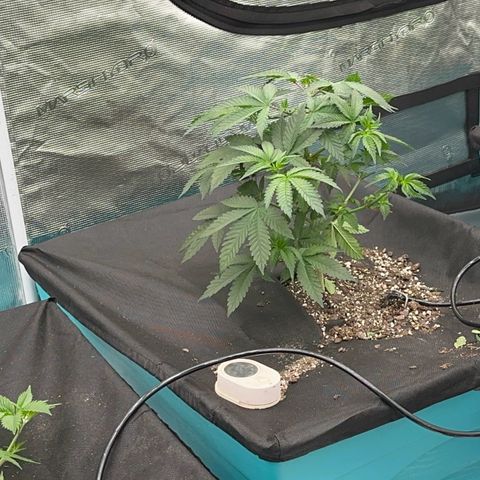Deleted  🎬 1 growlog timeline photo