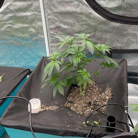 Deleted  🎬 1 growlog timeline photo