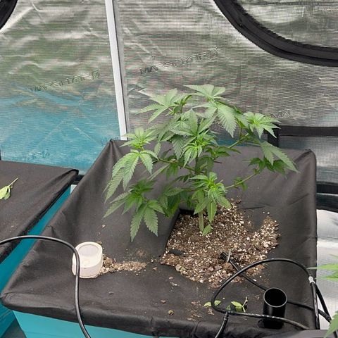 Deleted  🎬 1 growlog timeline photo