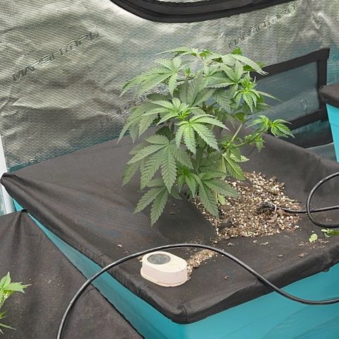 Deleted  🎬 1 growlog timeline photo