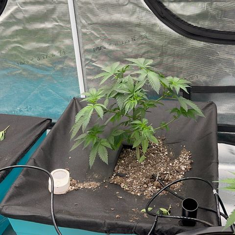 Deleted  🎬 1 growlog timeline photo