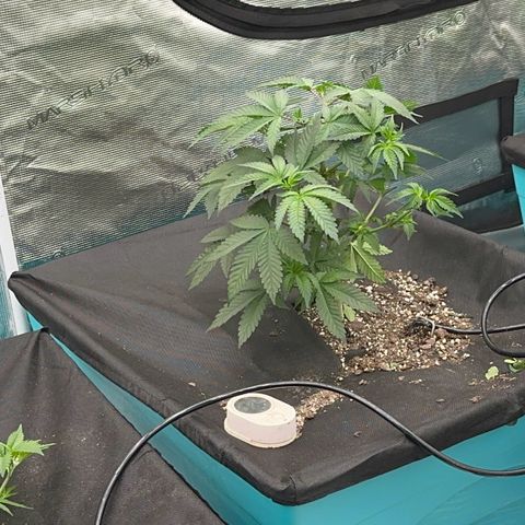 Deleted  🎬 1 growlog timeline photo