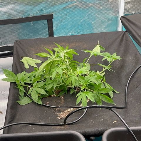  Cluster bomb  growlog timeline photo