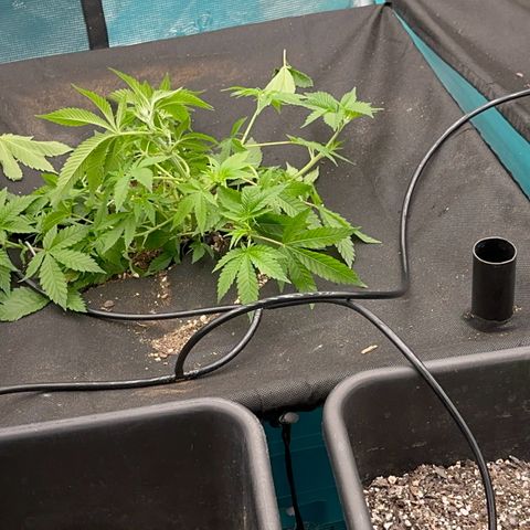  Cluster bomb  growlog timeline photo