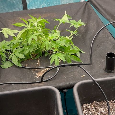  Cluster bomb  growlog timeline photo