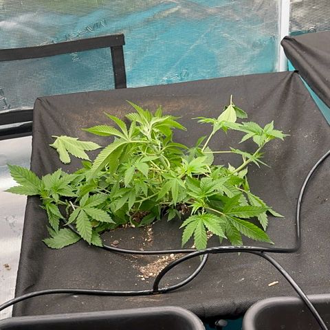  Cluster bomb  growlog timeline photo