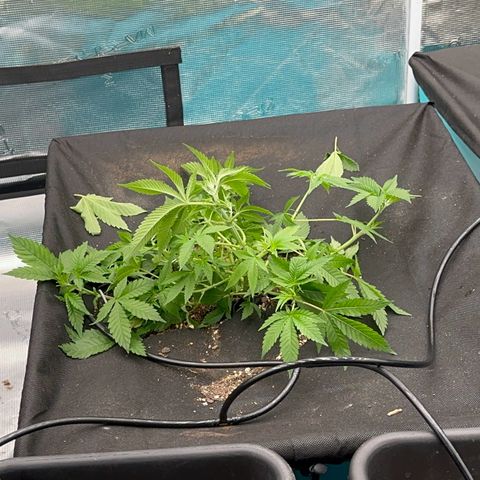  Cluster bomb  growlog timeline photo
