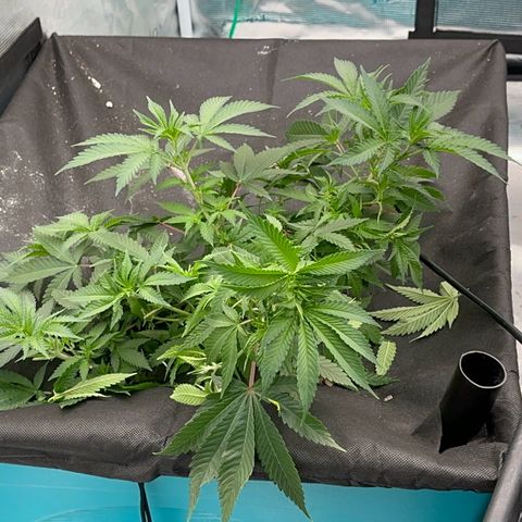  Critical Light growlog timeline photo