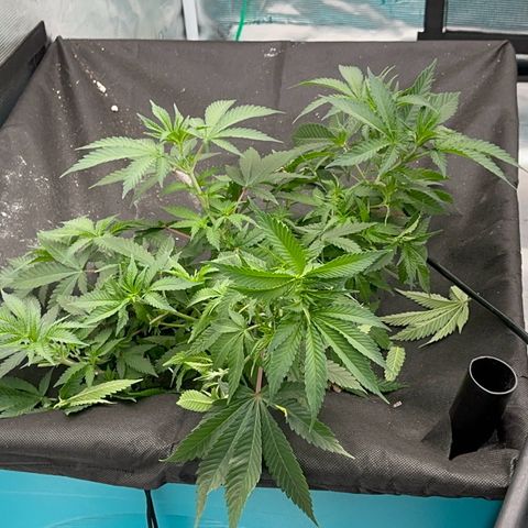  Critical Light growlog timeline photo