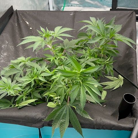  Critical Light growlog timeline photo