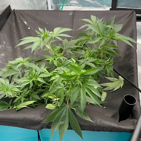  Critical Light growlog timeline photo