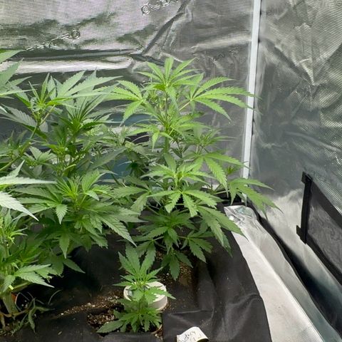Piña X Zweet  growlog timeline photo