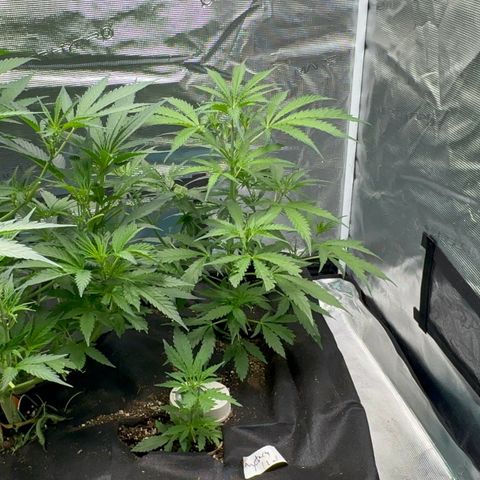 Piña X Zweet  growlog timeline photo