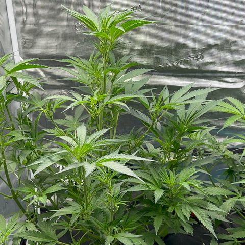 Knows Candy growlog timeline photo