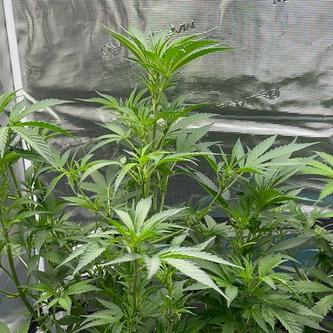 Knows Candy growlog timeline photo