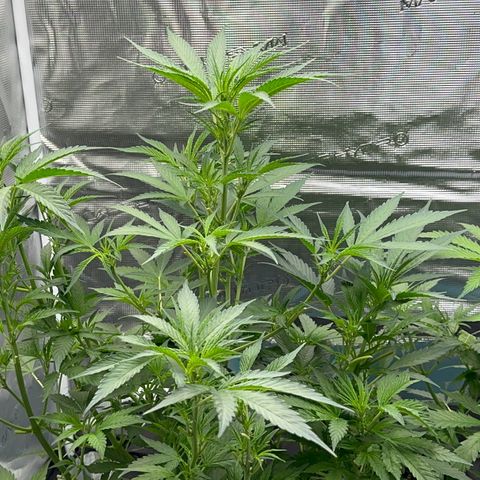 Knows Candy growlog timeline photo