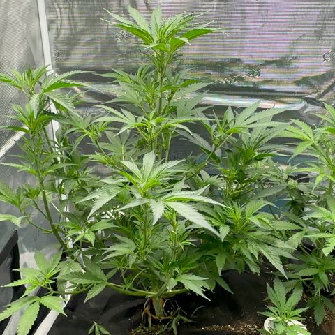 Knows Candy growlog timeline photo