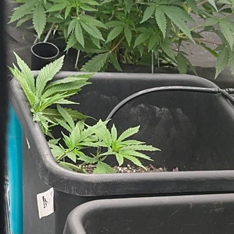  Hawaiian Snow  growlog timeline photo