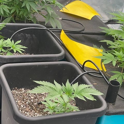 Dayger  growlog timeline photo