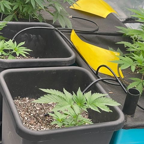 Dayger  growlog timeline photo