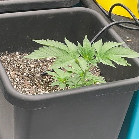 Dayger  growlog timeline photo