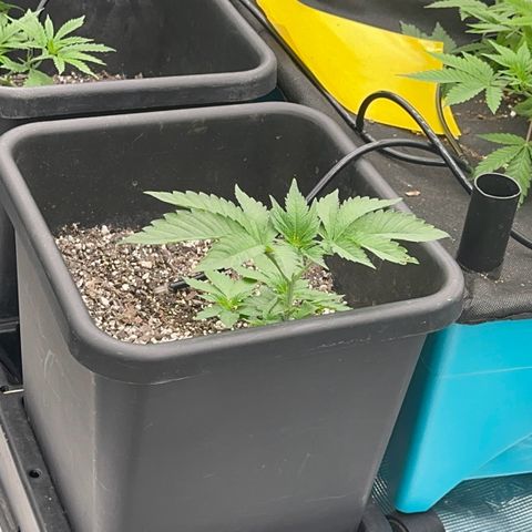 Dayger  growlog timeline photo