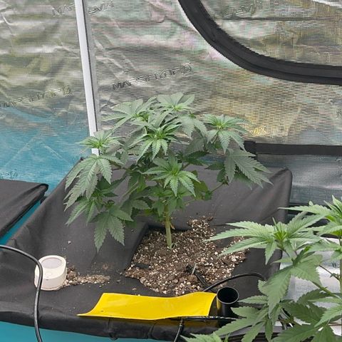 Deleted  🎬 1 growlog timeline photo