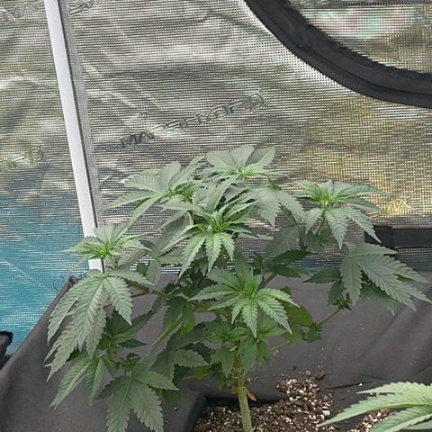 Deleted  🎬 1 growlog timeline photo