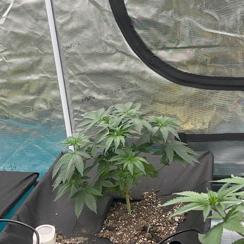 Deleted  🎬 1 growlog timeline photo